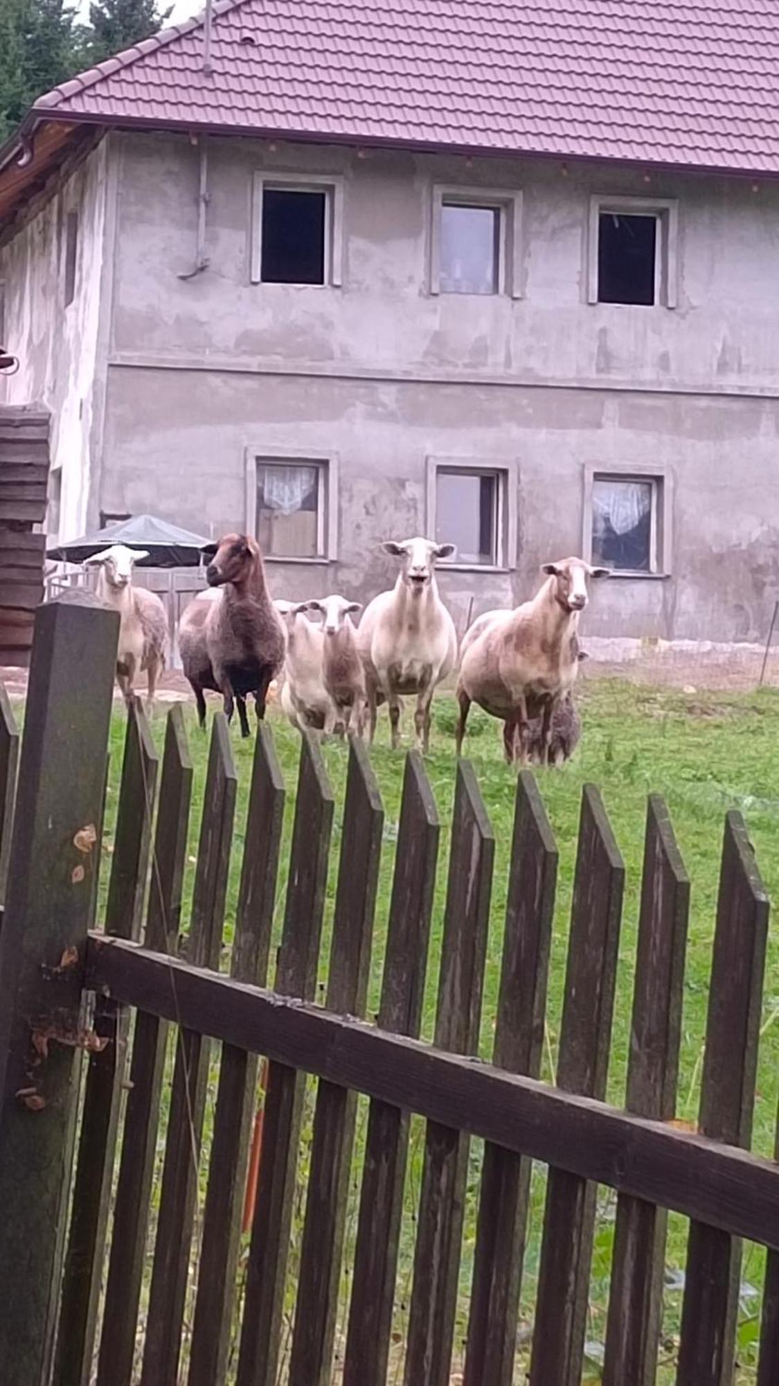 Chaloupka U Jiriho Hotell Nová Pec Exteriör bild